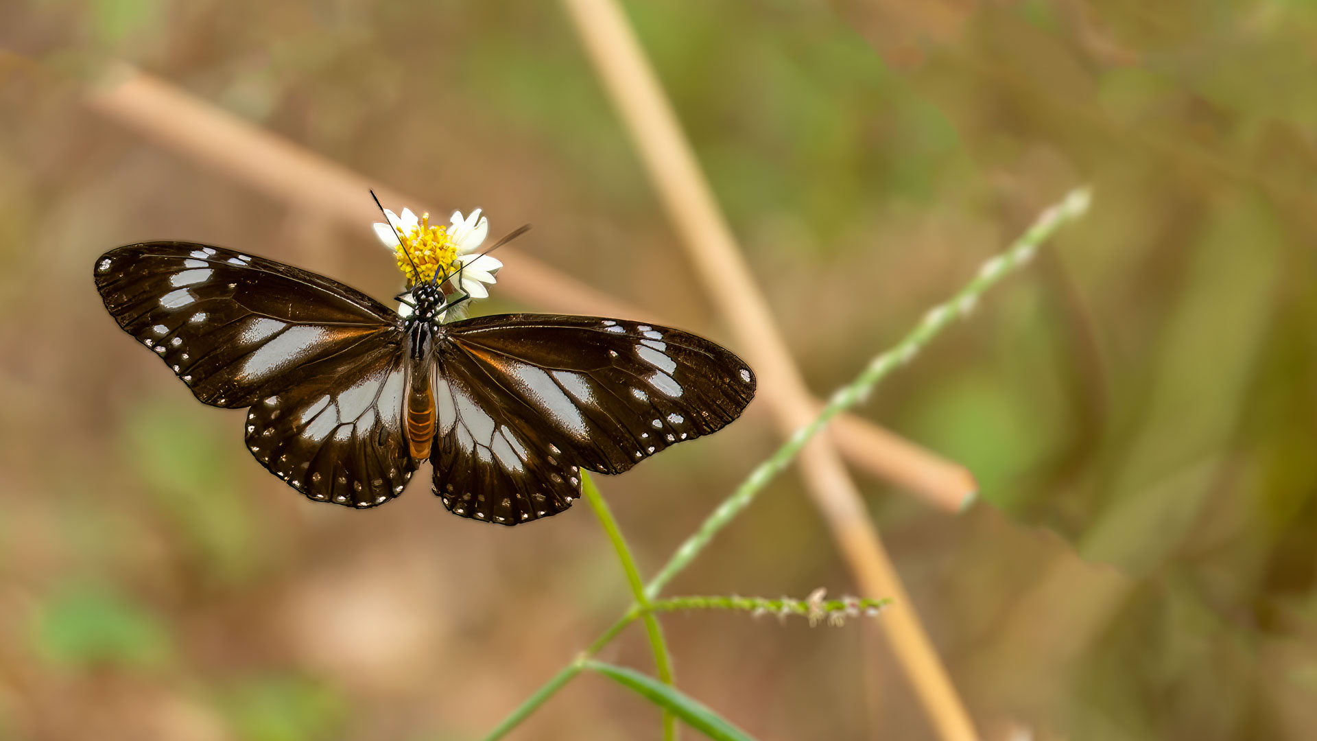 Kakadu National Park - Kleiner Eisvogel